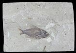 Fossil Fish (Ctenothrissa) - Lebanon #24090-1